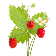 Wild strawberry isolated on white background, full depth of field