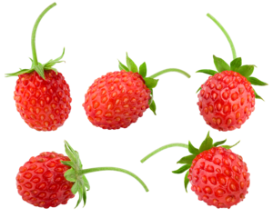 Wild strawberry isolated on white background, full depth of field