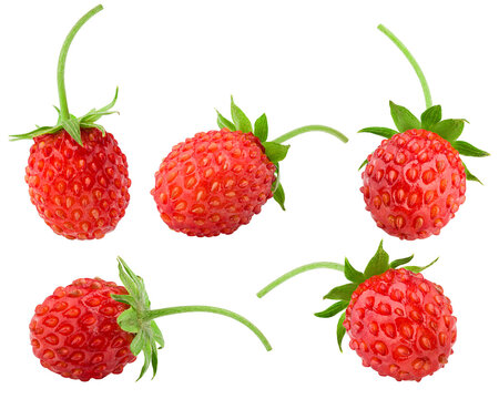 Wild Strawberry Images – Browse 113,778 Stock Photos, Vectors, and