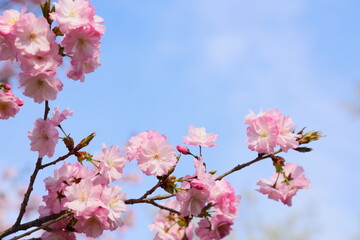 満開の八重桜のクローズアップ撮影 　青空背景