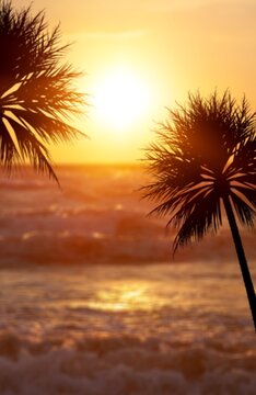 Palm Tree on beach with sunset background
