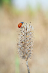ladybug © alex