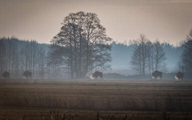 misty morning in the morning © Piotr