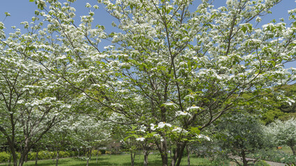 日本の春に咲くハナミズキの花