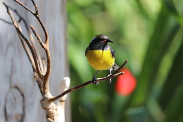 yellow bird on branch