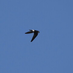 asian house martin in flight