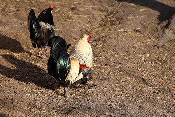 Kura i kogut w wiejskiej zagrodzie spaceruje w słońcu. 