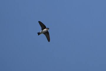asian house martin in flight