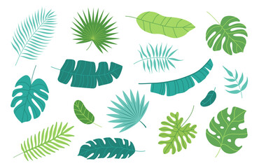 Set of tropical leaves. Palm, banana leaf, monstera. Vector flat cartoon illustration.