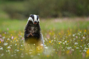 European badger, Meles meles, peeks out from flowered meadow, having front legs up and showing red tongue. Cute wild animal in fresh spring rain. Black and white striped forest animal. Wildlife. © Vaclav