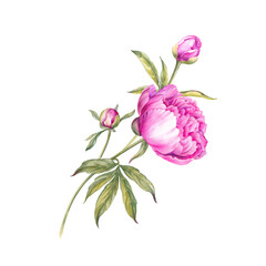 Pink watercolor peony. Floral isolated illustration.