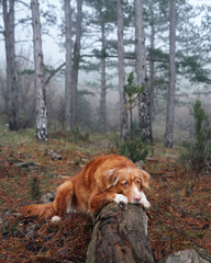Red dog in a foggy forest lies on a log. Nova Scotia duck tolling retriever in nature. Hiking with a pet. forest fairy tale