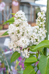 白いライラック
