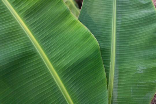 Banana green leaf close up background.Textured,abstract background,leaves,fresh green,photo concept nature and plant.