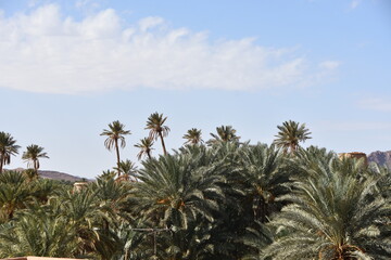 Fototapeta na wymiar Oasis of Figuig, Oriental province, Eastern Morocco