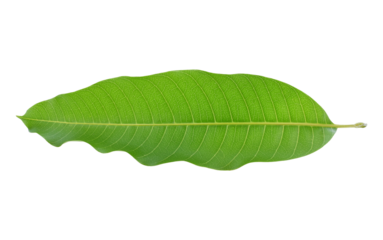 Isolated green mango leaf transparent png