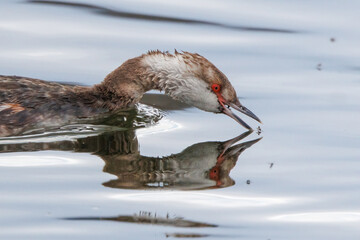 Horned Grebe grabbing a bug for lunch
- 594811714