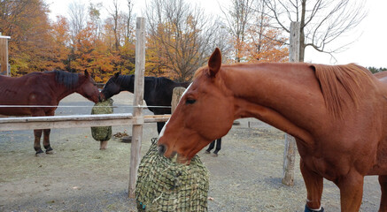 Three horses eating from hay nets outdoors on a fall day. © patb56