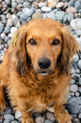 Obraz premium Red dog on the seashore, portrait of a dog with drooping ears, vertical photo