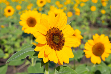 Sunflower field, Beautiful summer landscape.