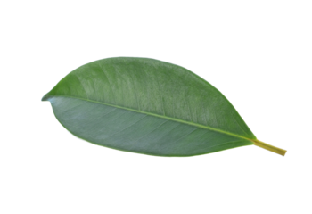 Miracle fruit isolated transparent png