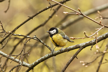 Fototapeta premium Great Tit, Parus major sitting on a branch of a tree in the woods in Stromovka park, Royal Game Reserve in Prague in spring, Czech Republic.