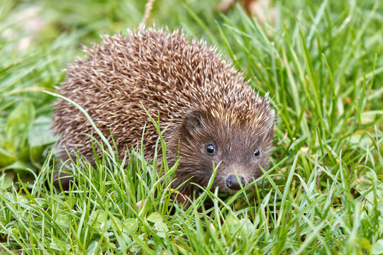 European hedgehog walking in the grass on a meadow in Stomovka park in Prague