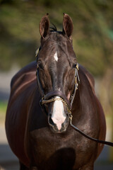 Obraz premium Horse Portrait / Headshot