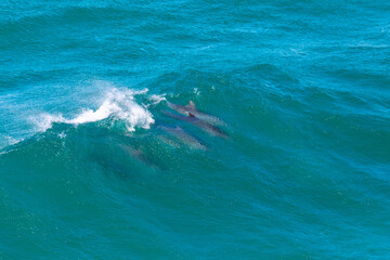 group of cute bottlenose dolphins surfing on the wave in hat head national park in new south wales,...
