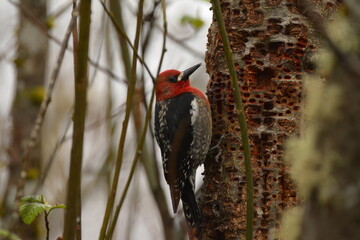Red-breasted Sapsucker on a tree trunk