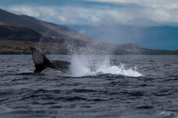 Fototapeta premium Humpback whale tail slapping