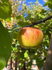 Dorodne jabłko zwisające na drzewie w słoneczny dzień, gotowe do zbioru - obrazy, fototapety, plakaty