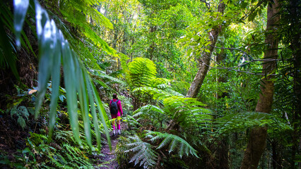 hiker girl walking through dense rainforest full of tropical plants; dorrigo national park in new south wales, australia, between brisbane and sydney, australian rainforest in northern tablelands