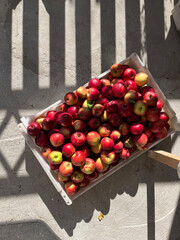 Świeżo zerwane duże czerwone jabłka w skrzynce w słoneczny dzień - obrazy, fototapety, plakaty