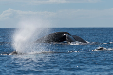 Fototapeta premium Humpback whale spouting blowing