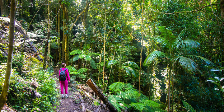 Hiker Girl Walking Through Dense Rainforest Full Of Tropical Plants; Dorrigo National Park In New South Wales, Australia, Between Brisbane And Sydney, Australian Rainforest In Northern Tablelands