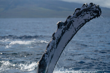 Humpback whale pectoral fin