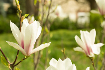 Beautiful blooming magnolia tree in park