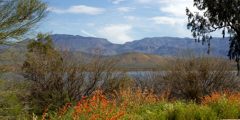 2023 super bloom of native wildflowers at Theodore Roosevelt Lake in Tonto National Forest