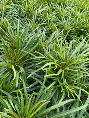 Green garden with grasses.