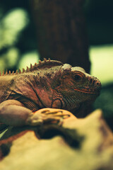 iguana in the zoo