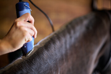 Shaving Horse's Mane © Michael