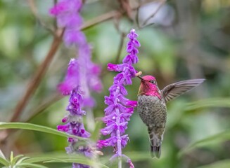 Closeup shot of hummingbird 