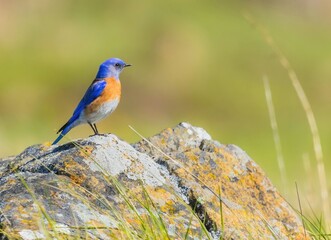 Small colourful bird on the rock