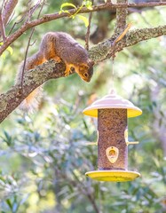 Squirrel on the tree looking for food