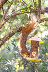 Squirrel eating food 