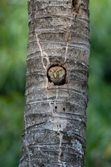 Owl inside the cocunut Tree