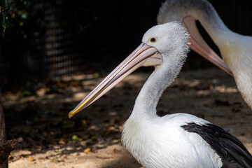 Australian Pelican (Pelecanus conspicillatus)