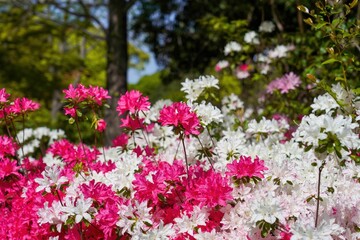 紅白の満開のツツジの花