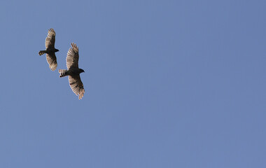 Red Shouldered Hawk in flight